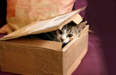 Cat peeking out of a box
