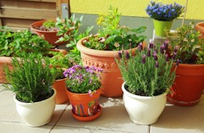 Group of healthy potted plants on apartment balcony