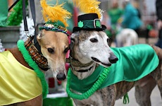 costumed dogs at st. patrick's day parade
