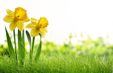 daffodil flowers in spring