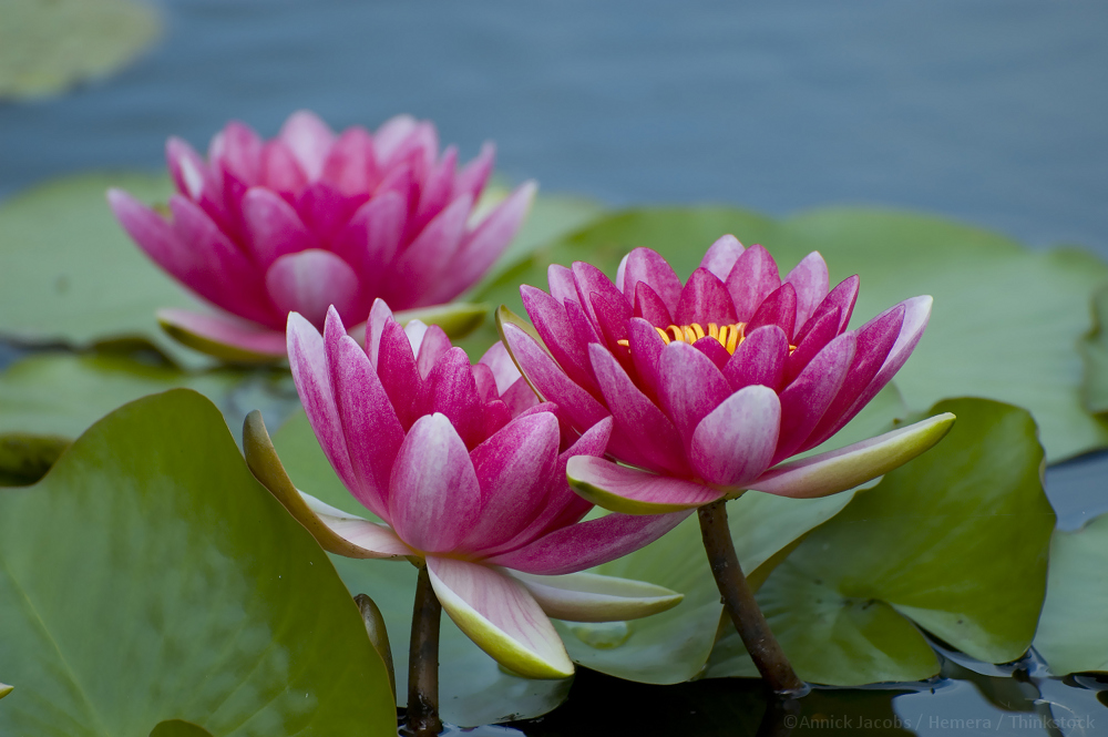 water lilies in apartment pond