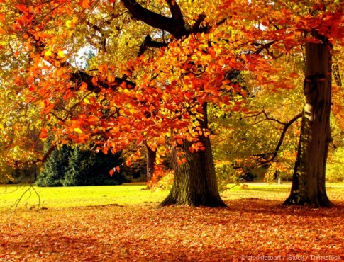 Trees During Fall Season