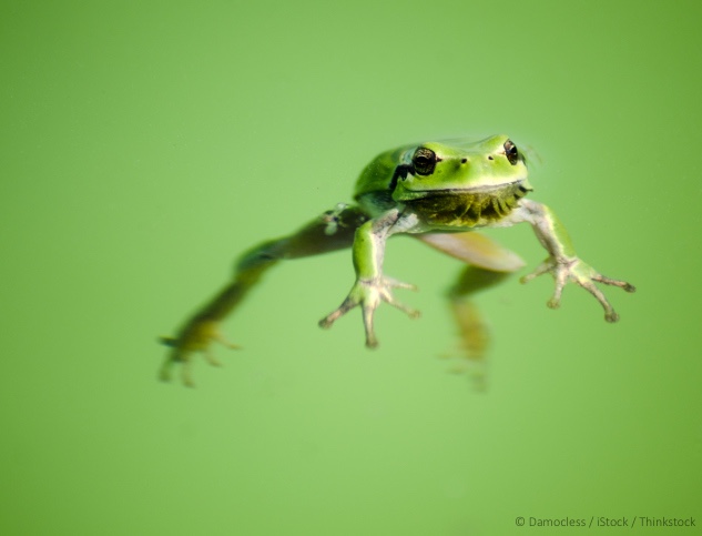 AS_Leap-Frog