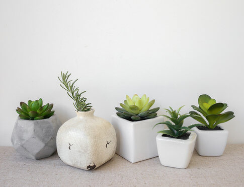 Family of succulent plants in white pots, sitting in a line on apartment counter