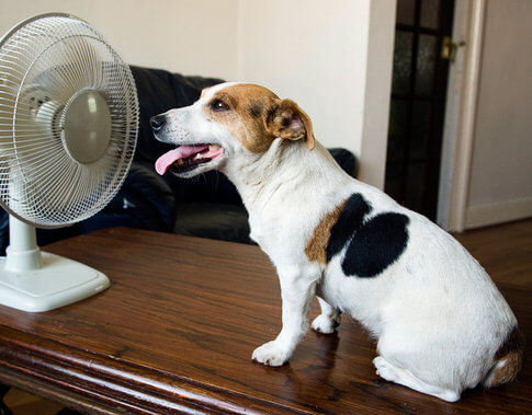Small terrier dog sitting in front of fan, cooling off in hot apartment