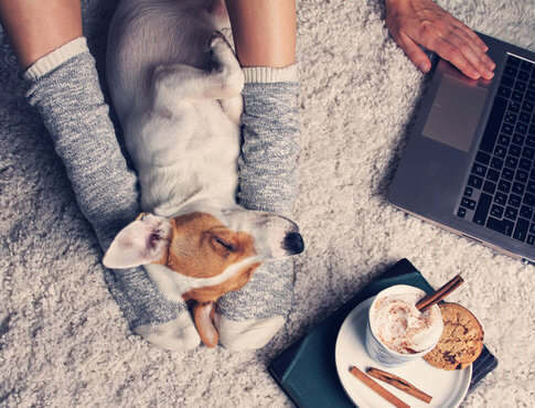 Girl sitting on cozy rug in apartment with puppy and computer