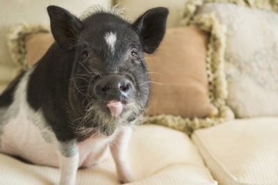 A potbelly pig sits on a cream colored couch.