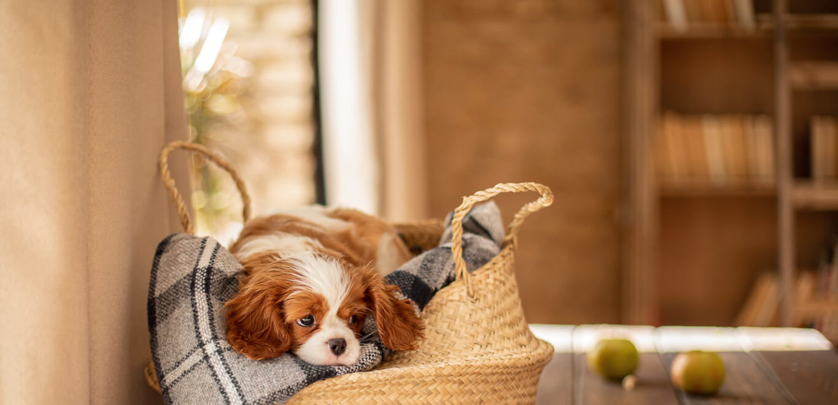 A King Cavalier Charles Spaniel puppy rests in a soft woven basket on a blanket.