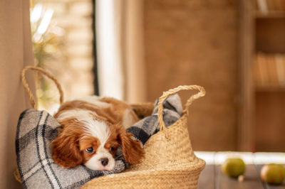 A King Cavalier Charles Spaniel puppy rests in a soft woven basket on a blanket.