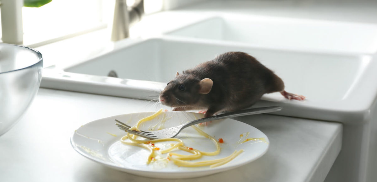A rat is on the kitchen counter next to a nearly empty plate of spaghetti.