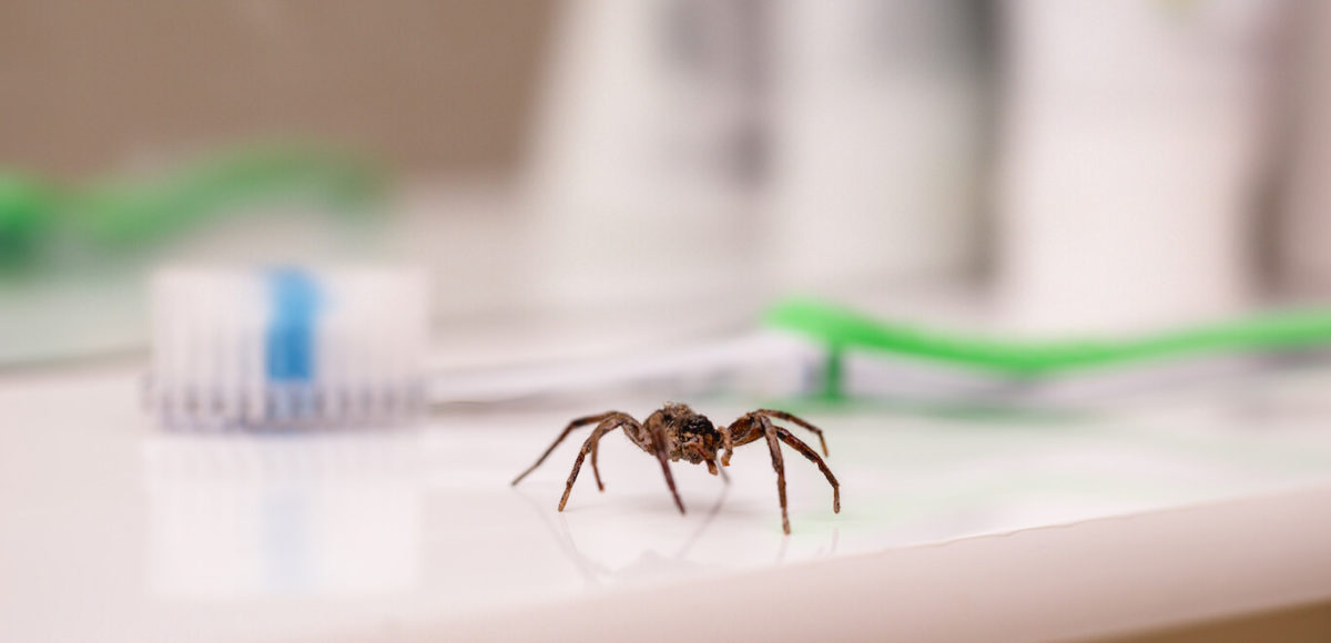 Large brown spider crawls across bathroom counter in front of green toothbrush.