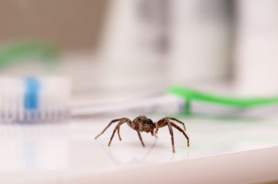 Large brown spider crawls across bathroom counter in front of green toothbrush.