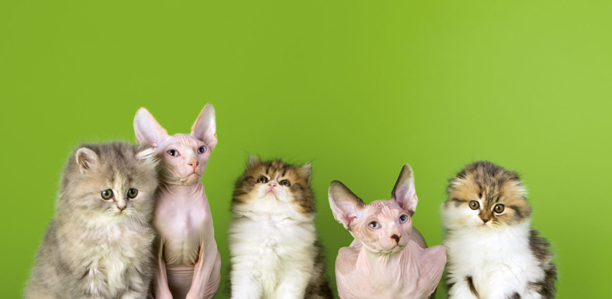 Five kittens of different breeds sit in a row on a green background.