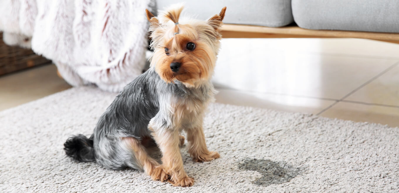 Small Yorkshire Terrier puppy sits next to apparent wet accident spot on grey rug facing away from the camera in shame.