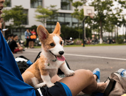 公園で男の膝の上に座っているペンブロークウェルシュコーギーの子犬