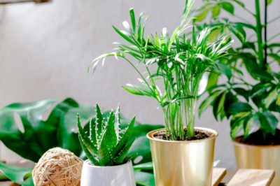 An assortment of potted greenery in metallic and white ceramic pots on top of a slatted wood table.