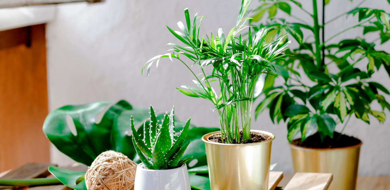 An assortment of potted greenery in metallic and white ceramic pots on top of a slatted wood table.