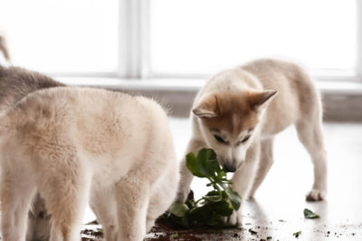 Three husky puppies have tracked dirt into the house or destroyed a potted plant.