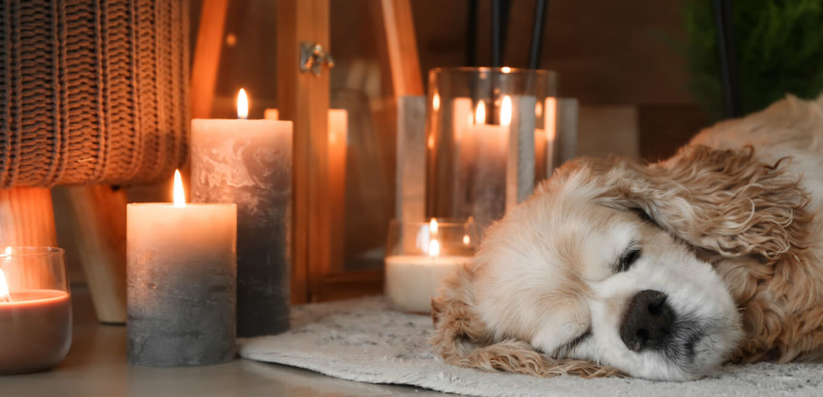A spaniel dog rests on a woven rug next to an assortment of lit candles.