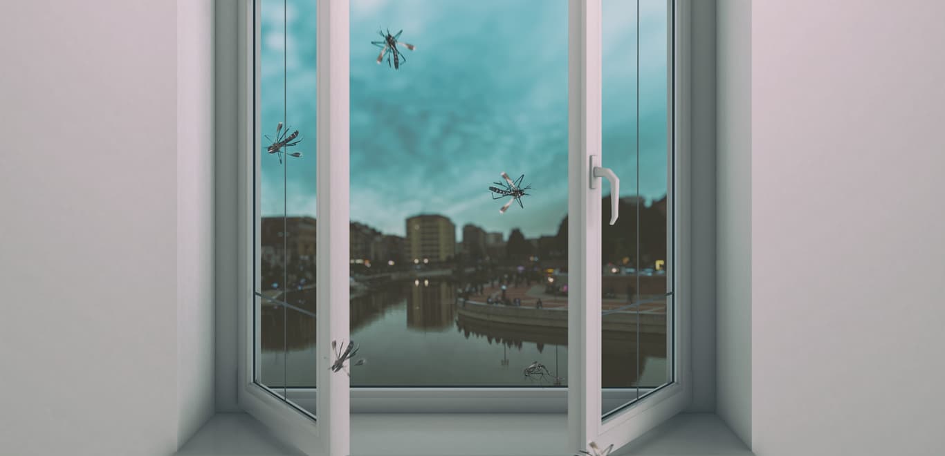 Mosquitoes flying through open window.