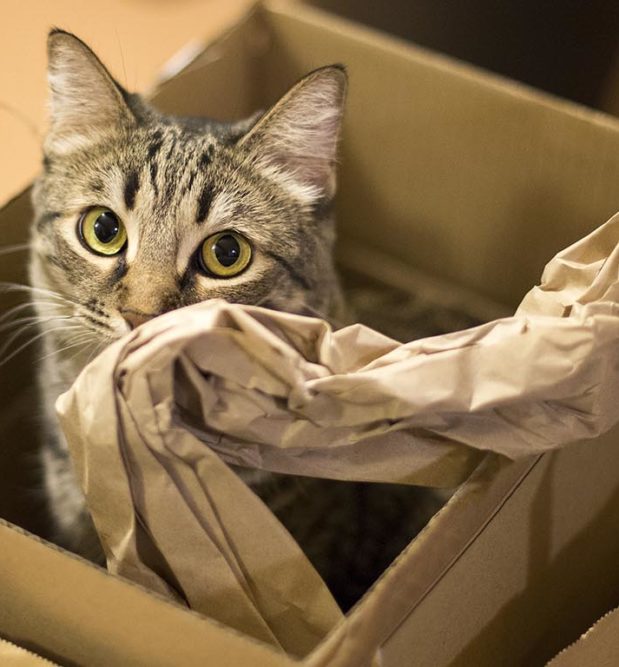 Cat sitting in a box