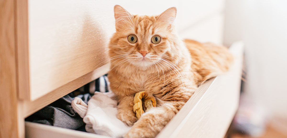 A red beautuful cat lies in a chest of drawers on clothes at home and looks at the camera.