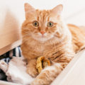 A red beautuful cat lies in a chest of drawers on clothes at home and looks at the camera.