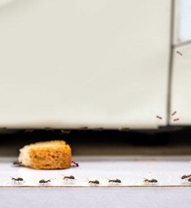 common red ants walking on food scraps near a microwave, uncontrolled insect pest problem inside the kitchen now you need to figure out how to get rid of ants in apartment
