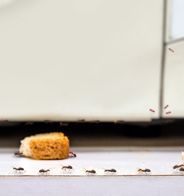 common red ants walking on food scraps near a microwave, uncontrolled insect pest problem inside the kitchen now you need to figure out how to get rid of ants in apartment