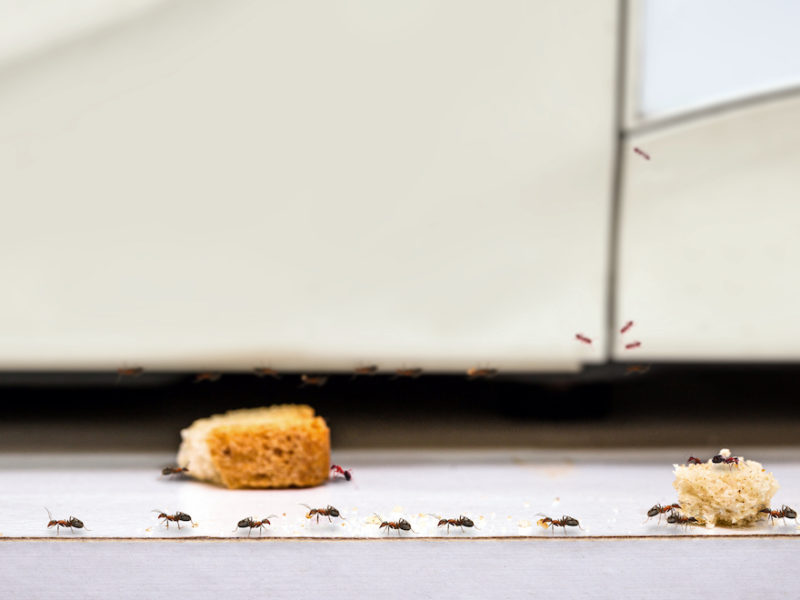 common red ants walking on food scraps near a microwave, uncontrolled insect pest problem inside the kitchen now you need to figure out how to get rid of ants in apartment