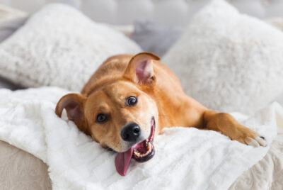 Happy medium-size dog on couch with pillows and blankets, tongue hanging out. Owner is frustrated wondering how to get dog to stop barking in apartment.