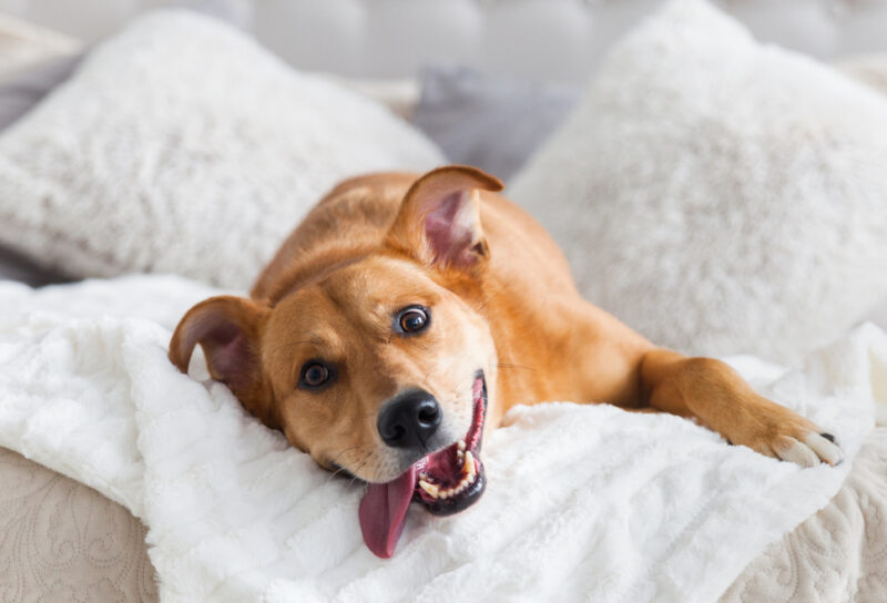 Happy medium-size dog on couch with pillows and blankets, tongue hanging out. Owner is frustrated wondering how to get dog to stop barking in apartment.
