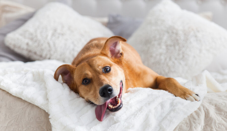 Happy medium-size dog on couch with pillows and blankets, tongue hanging out. Owner is frustrated wondering how to get dog to stop barking in apartment.