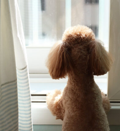 A small dog looking out the window of an apartment.