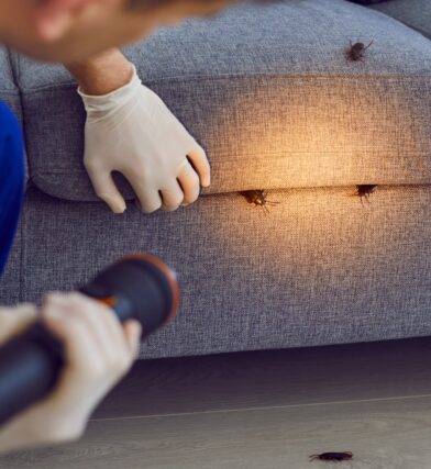 Cockroaches in apartment on couch with apartment pest control services in an apartment causing someone to wonder what types of bugs could be in an apartment