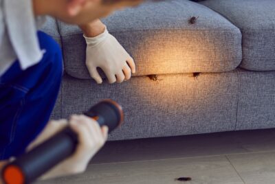Cockroaches in apartment on couch with apartment pest control services in an apartment causing someone to wonder what types of bugs could be in an apartment
