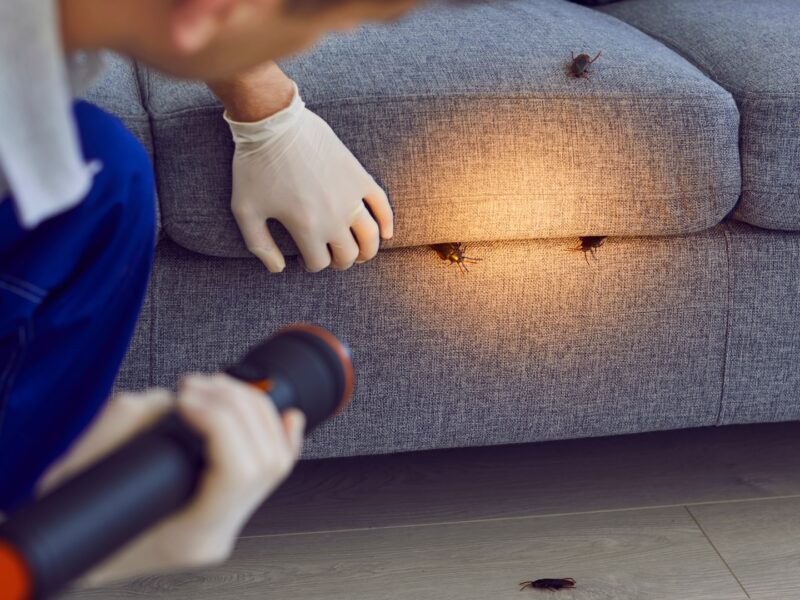 Cockroaches in apartment on couch with apartment pest control services in an apartment causing someone to wonder what types of bugs could be in an apartment