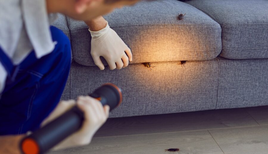 Cockroaches in apartment on couch with apartment pest control services in an apartment causing someone to wonder what types of bugs could be in an apartment