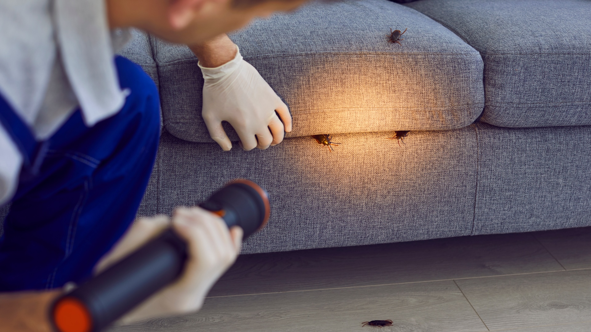 Cockroaches in apartment on couch with apartment pest control services in an apartment causing someone to wonder what types of bugs could be in an apartment